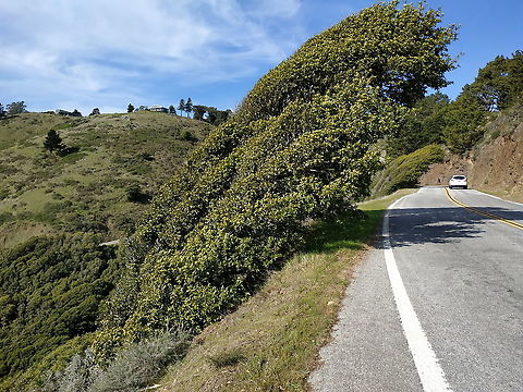 Umbellularia californica  Geotagged,Umbellularia,Umbellularia californica,United States,Winter