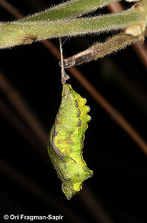 Battus philenor hirsuta  Battus philenor hirsuta,Geotagged,United States,Winter