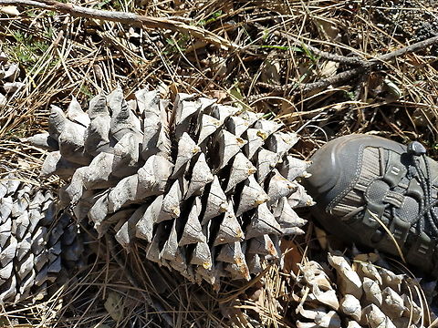 Pinus coulteri  Coulter pinePinus coulteri,Geotagged,Pinus coulteri,United States,Winter