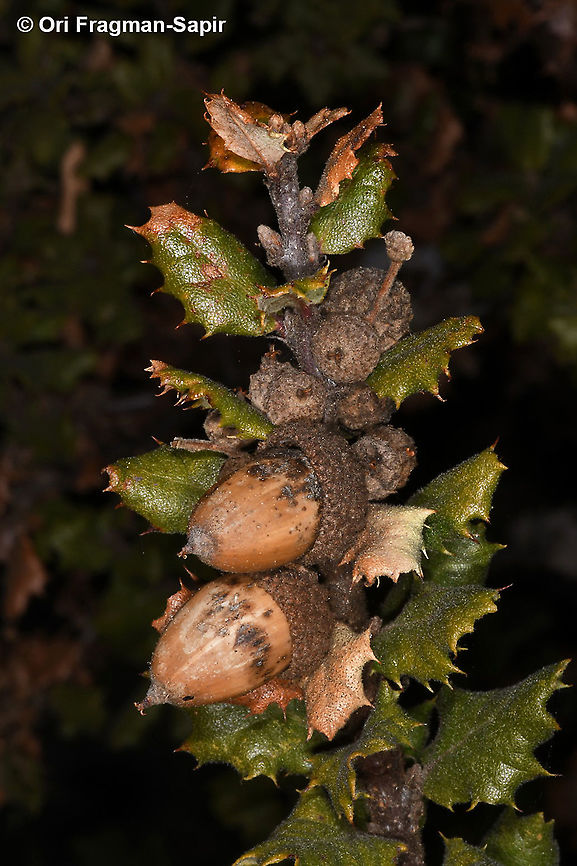 Quercus durata  Geotagged,Quercus durata,United States,Winter