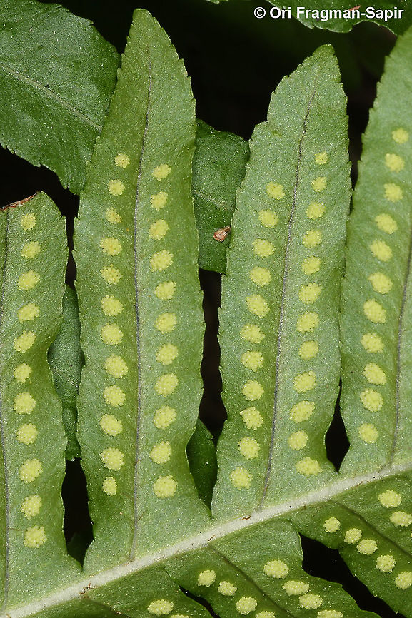 Polypodium californicum  Geotagged,Polypodium  californicum,Polypodium californicum,United States,Winter
