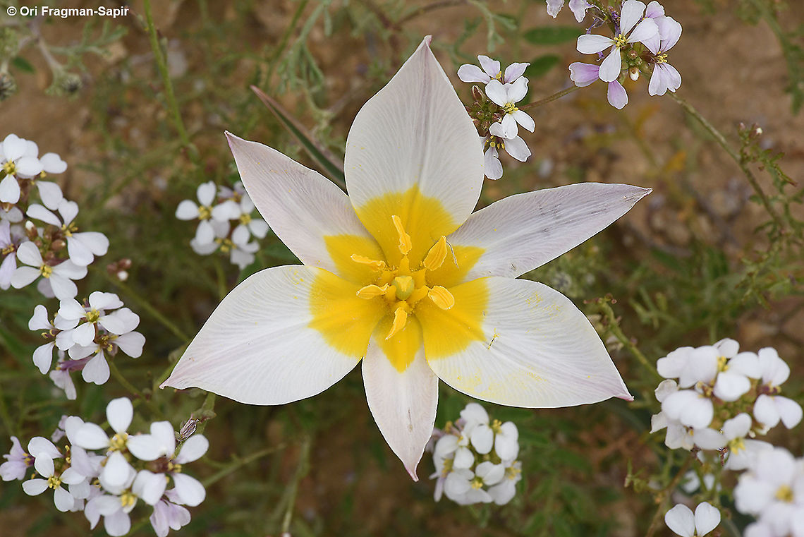 Tulipa biflora  Geotagged,Israel,Tulipa biflora,Winter