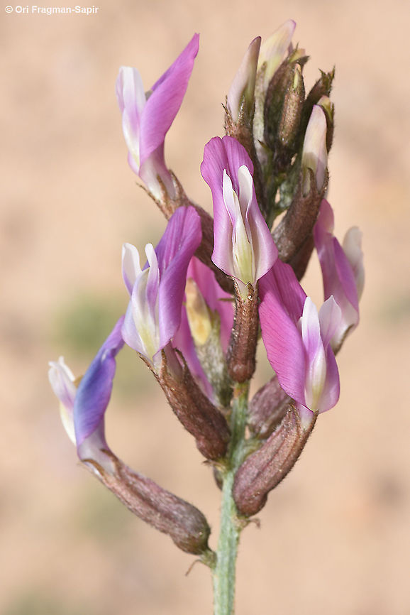 Astragalus sanctus  Astragalus sanctus,Geotagged,Israel,Winter