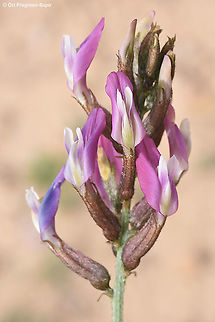 Astragalus sanctus