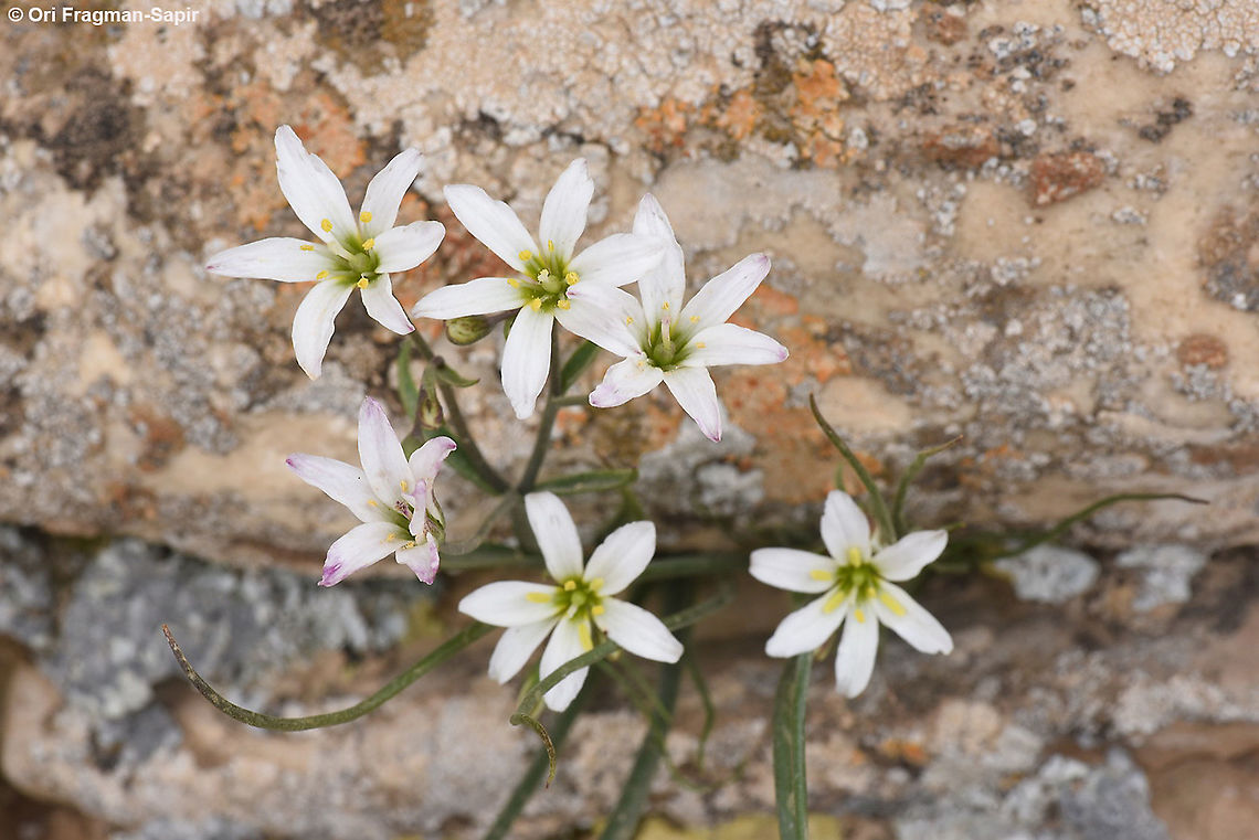 Gagea libanotica  Gagea libanotica,Geotagged,Israel,Winter