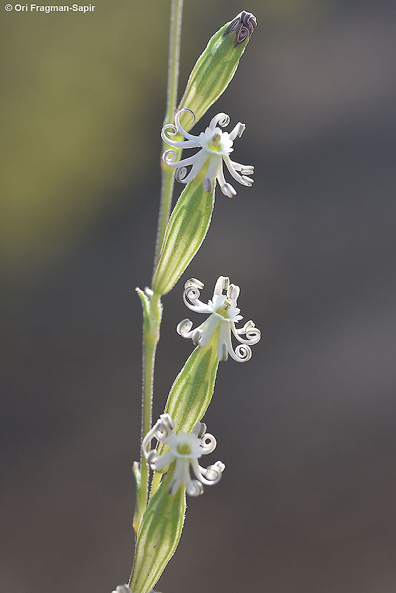 Silene vivianii  Geotagged,Israel,Silene vivianii,Winter