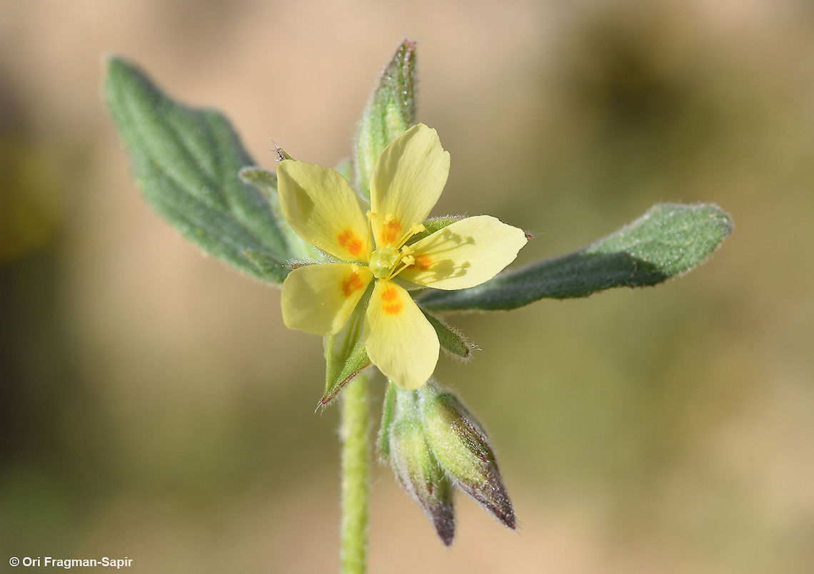 Helianthemum ledifolium  Geotagged,Helianthemum ledifolium,Israel,Winter