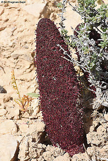 Cynomorium coccineum  Cynomorium,Cynomorium coccineum,Geotagged,Israel,Winter