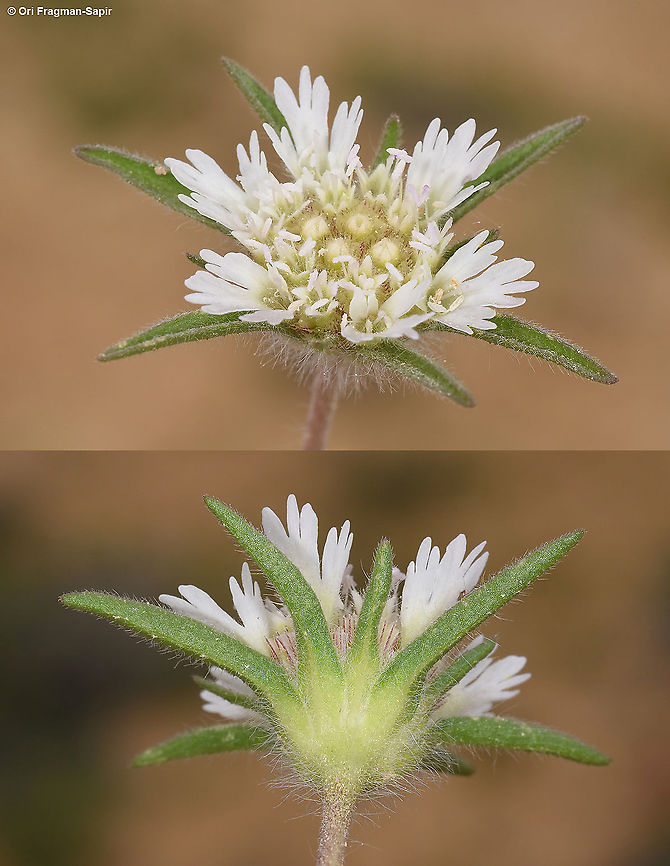 Lomelosia porphyroneura  Geotagged,Israel,Lomelosia porphyroneura,Winter