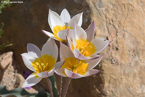 Tulipa biflora  Geotagged,Israel,Tulipa biflora,Winter