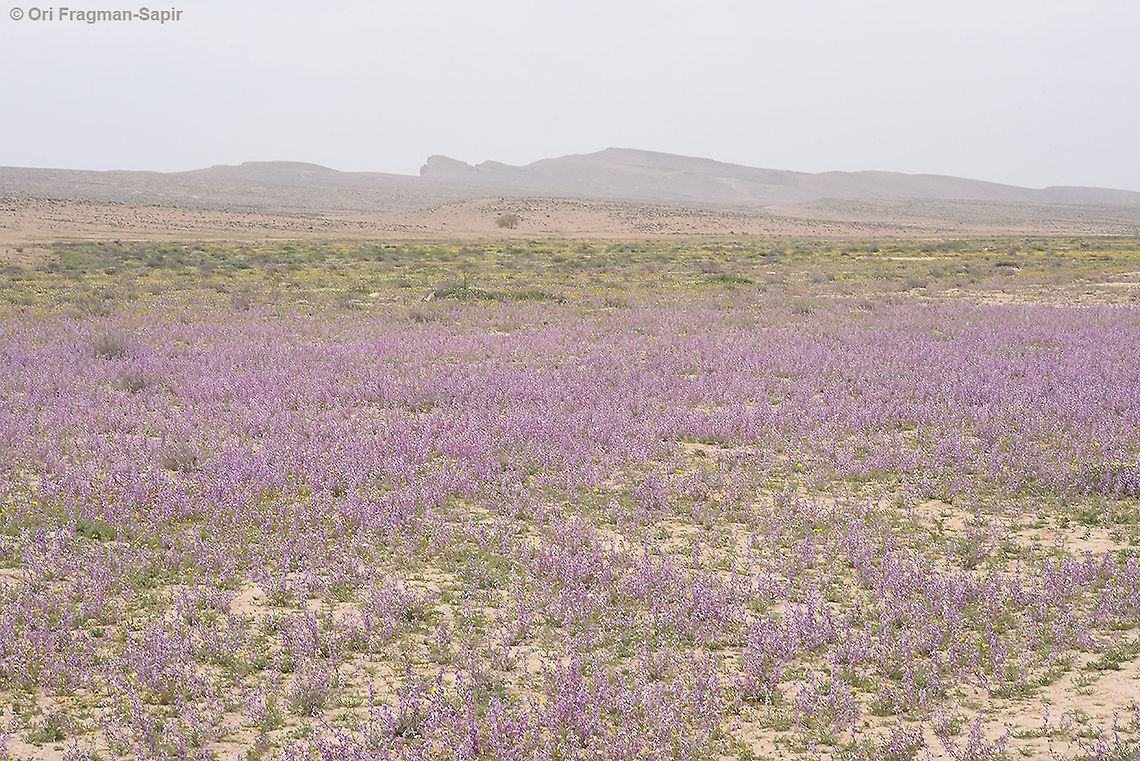 Matthiola longipetala  Geotagged,Israel,Matthiola longipetala,Night-scented stock,Winter