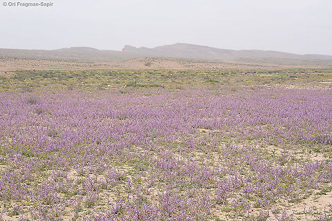 Matthiola longipetala  Geotagged,Israel,Matthiola longipetala,Night-scented stock,Winter