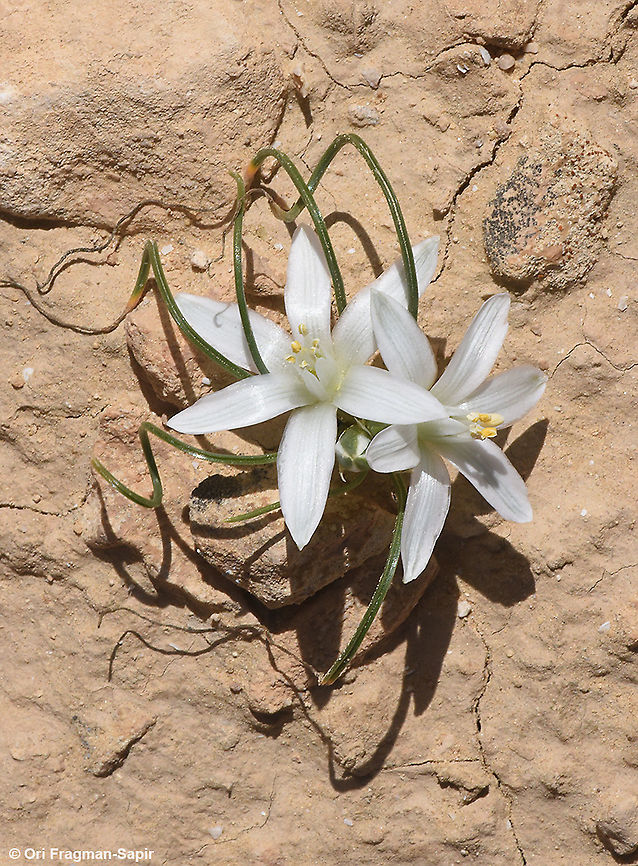 Ornithogalum trichophyllum  Geotagged,Israel,Ornithogalum trichophyllum,Winter