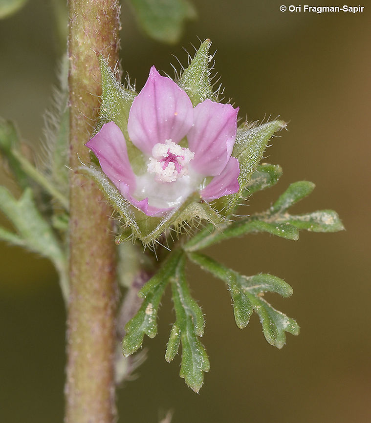 Malva aegyptia  Geotagged,Israel,Malva aegyptia,Winter