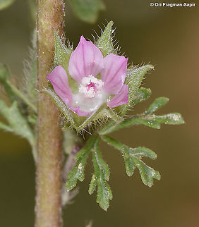 Malva aegyptia  Geotagged,Israel,Malva aegyptia,Winter