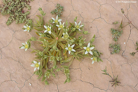 Aizoon hispanicum  Aizoanthemum hispanicum,Geotagged,Israel,Winter