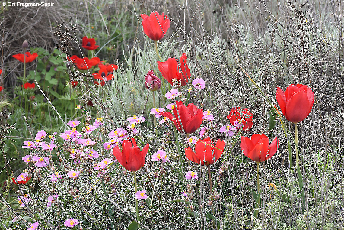 Tulipa systola  Desert Tulip,Geotagged,Israel,Tulipa systola,Winter