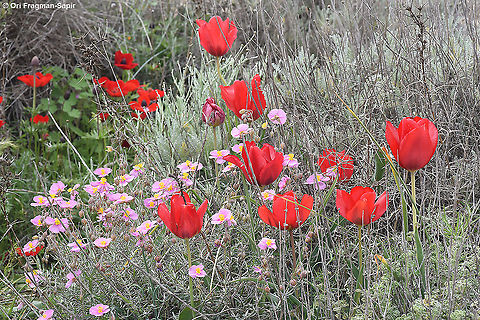Tulipa systola  Desert Tulip,Geotagged,Israel,Tulipa systola,Winter