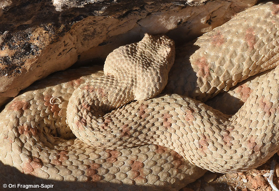 Pseudocerastes fieldi  Field's horned viper,Geotagged,Israel,Pseudocerastes fieldi,Winter