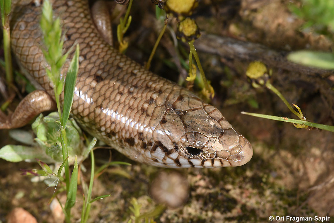 Chalcides ocellatus  Chalcides ocellatus,Geotagged,Israel,Winter