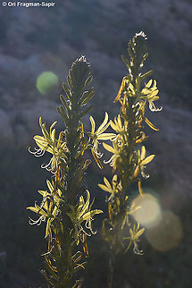 Asphodeline lutea  Asphodeline lutea,Geotagged,Israel,King's Spear,Winter