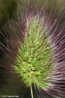 Cynosurus coloratus  Cynosurus coloratus,Geotagged,Israel,Winter