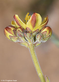 Haplophyllum poorei subsp. negevense  Geotagged,Haplophyllum poorei,Israel,Winter
