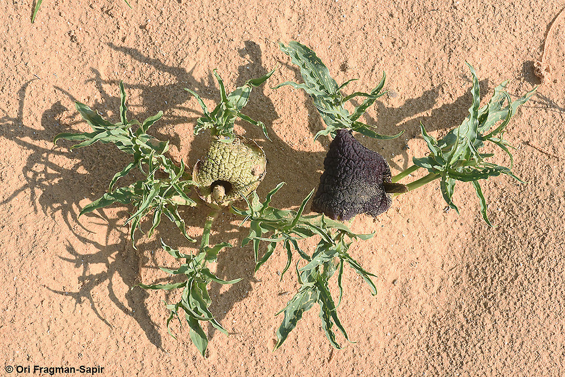 Eminium spiculatum subsp. negevense  Eminium spiculatum,Geotagged,Israel,Winter