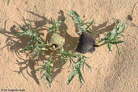 Eminium spiculatum subsp. negevense  Eminium spiculatum,Geotagged,Israel,Winter