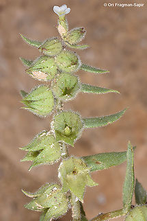 Nonea philistaea  Geotagged,Israel,Nonea philistaea,Winter