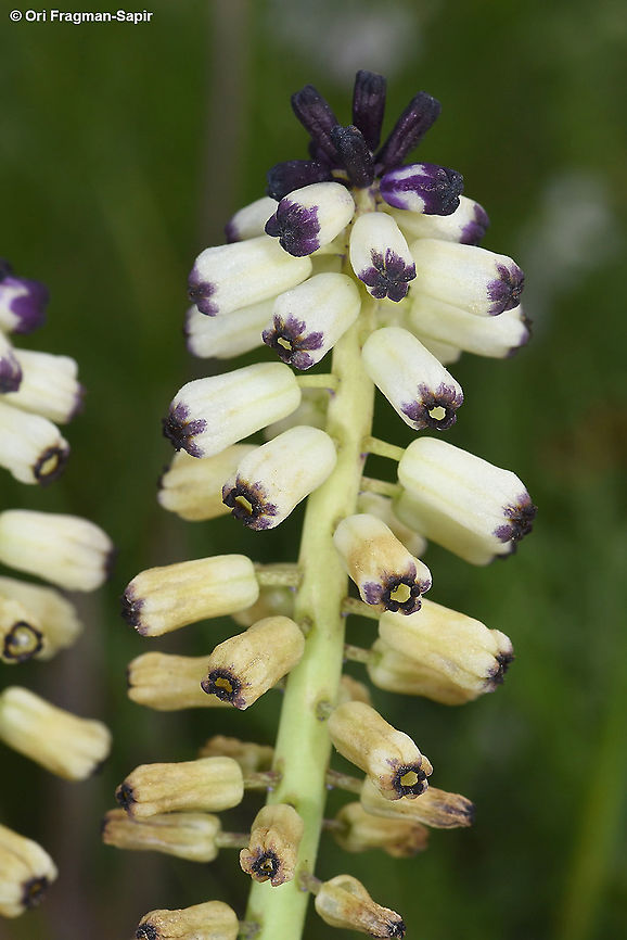Leopoldia eburnea S Israel, W Negev, a narrow endemic, one leafed with black sterile top flowers. 3-2020 Geotagged,Israel,Leopoldia eburnea,Winter