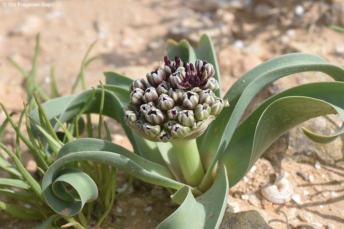 Allium rothii  Allium rothii,Geotagged,Israel,Winter