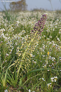 Leopoldia longipes ssp. longipes  Geotagged,Israel,Leopoldia longipes,Winter