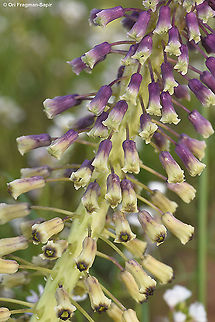 Leopoldia longipes ssp. longipes  Geotagged,Israel,Leopoldia longipes,Winter