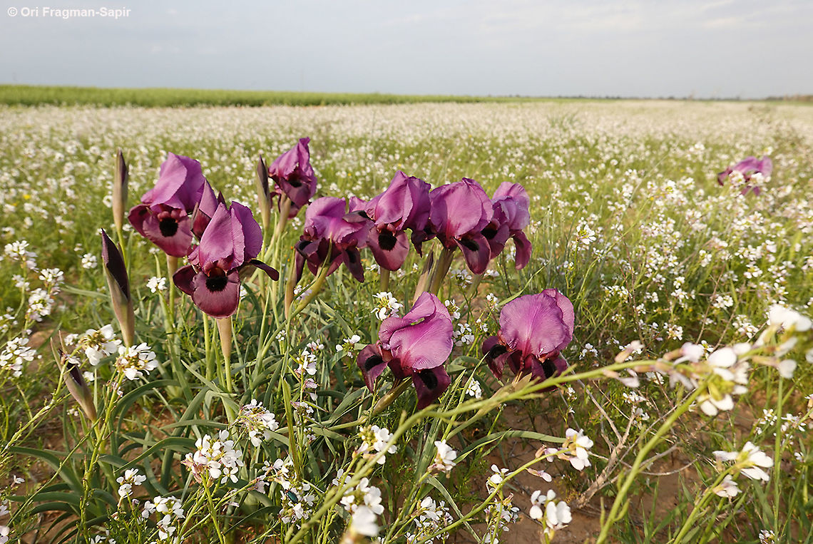 Iris mariae  Geotagged,Iris mariae,Israel,Winter