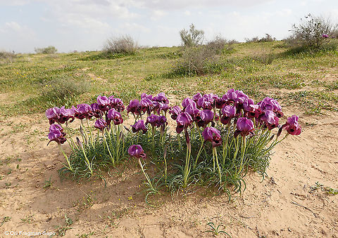 Iris mariae  Geotagged,Iris mariae,Israel,Winter