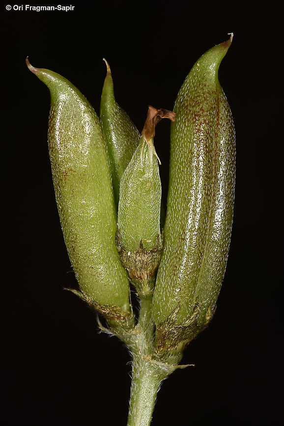 Astragalus boeticus  Astragalus boeticus,Geotagged,Israel,Winter