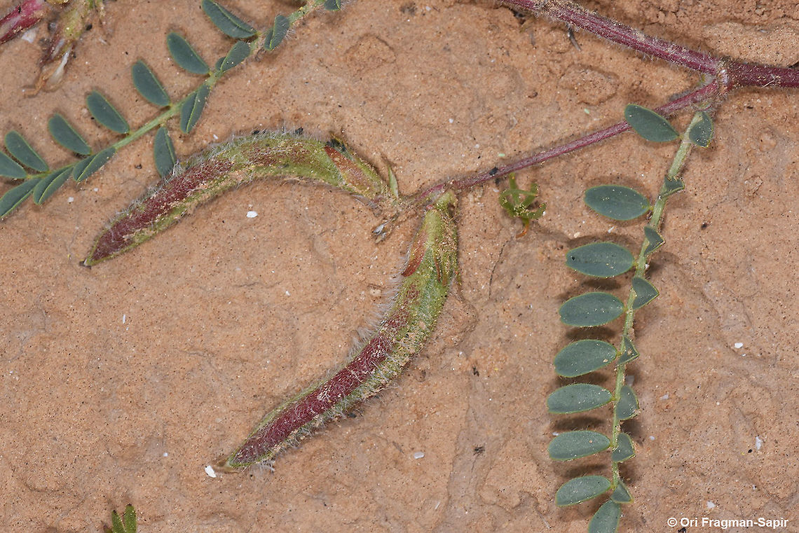 Astragalus peregrinus  Astragalus peregrinus,Geotagged,Israel,Winter