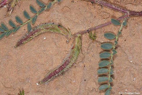 Astragalus peregrinus  Astragalus peregrinus,Geotagged,Israel,Winter