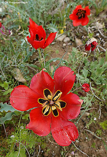 Tulipa agenensis  Geotagged,Israel,Spring,Tulipa agenensis