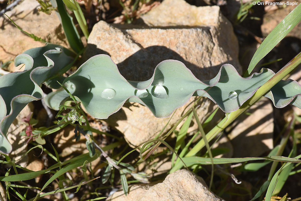 Tulipa systola  Desert Tulip,Geotagged,Israel,Spring,Tulipa systola