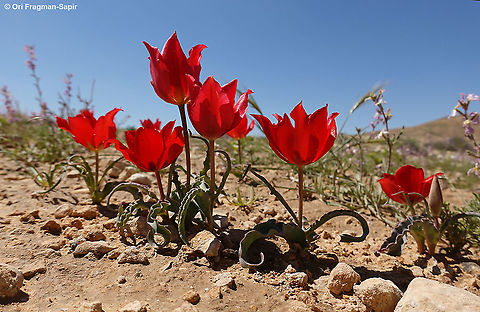 Tulipa systola  Desert Tulip,Geotagged,Israel,Spring,Tulipa systola