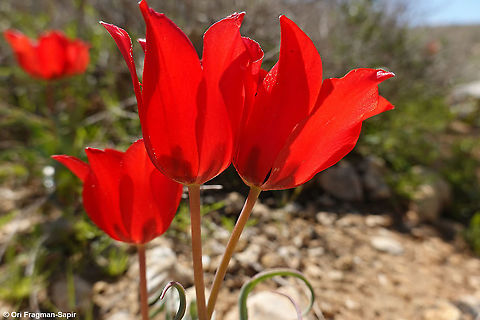 Tulipa systola  Desert Tulip,Geotagged,Israel,Spring,Tulipa systola