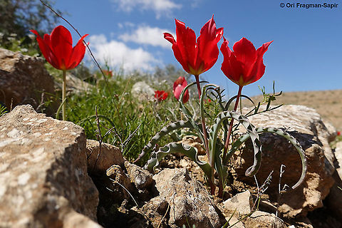 Tulipa systola  Desert Tulip,Geotagged,Israel,Spring,Tulipa systola