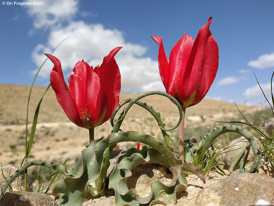 Tulipa systola  Desert Tulip,Geotagged,Israel,Tulipa systola,Winter