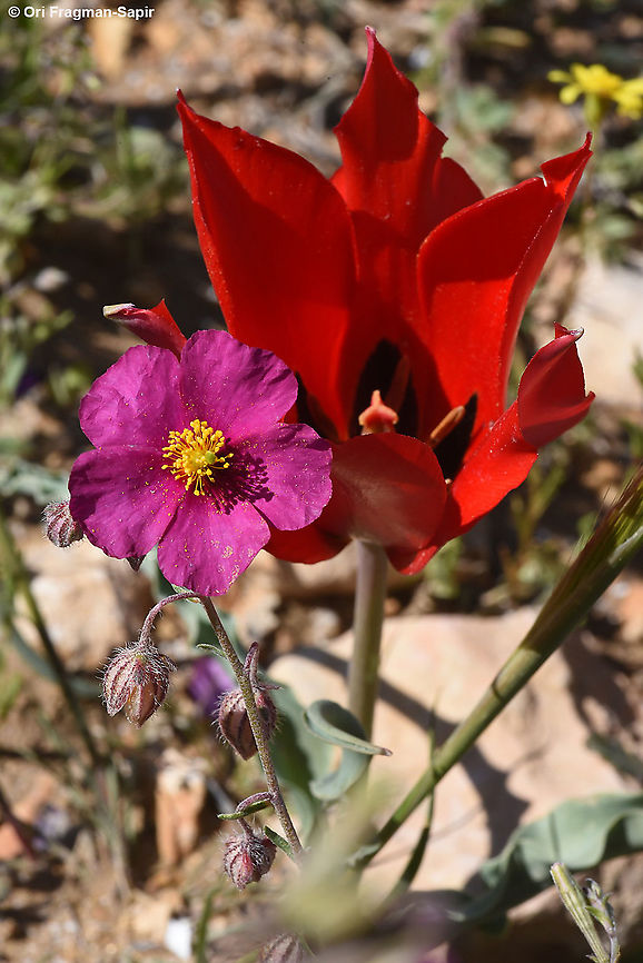 Helianthemum vesicarium and Tulipa systola  Geotagged,Helianthemum vesicarium,Israel,Pink sunrose,Spring