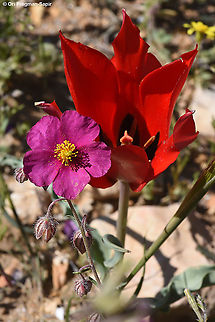Helianthemum vesicarium and Tulipa systola  Geotagged,Helianthemum vesicarium,Israel,Pink sunrose,Spring