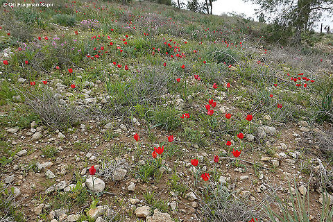 Tulipa agenensis  Geotagged,Israel,Spring,Tulipa agenensis
