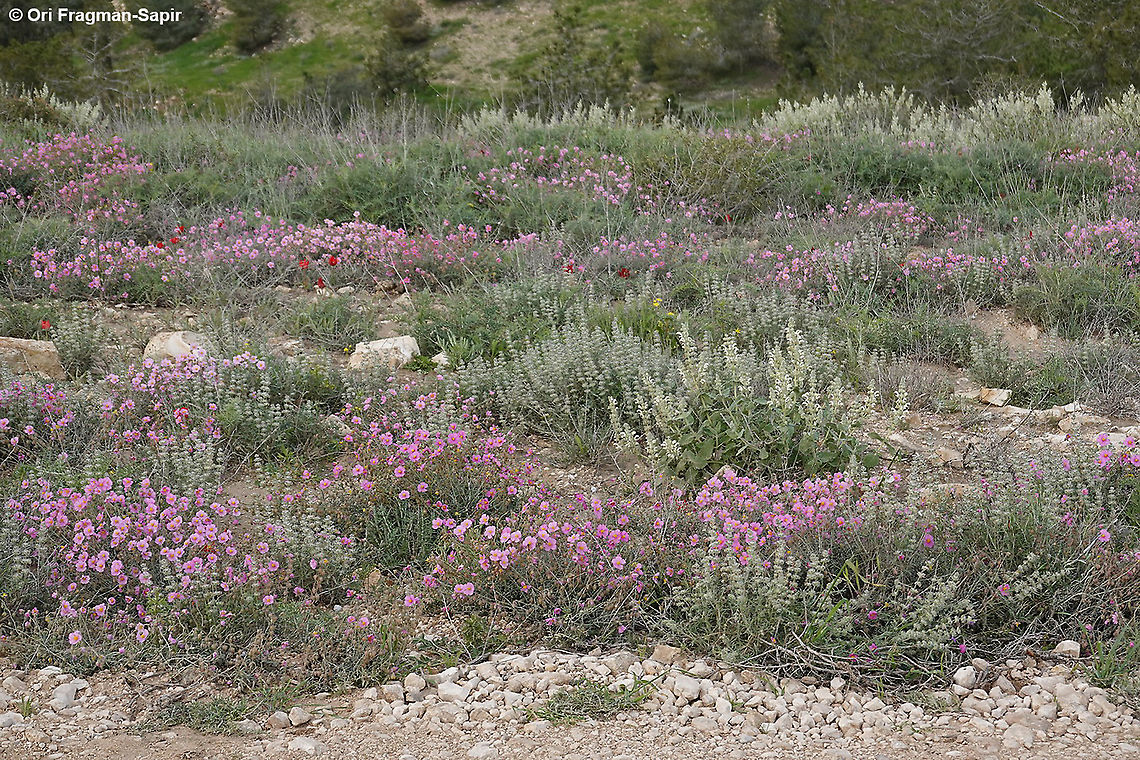 Helianthemum vesicarium in pink and sages  Geotagged,Helianthemum vesicarium,Israel,Pink sunrose,Spring