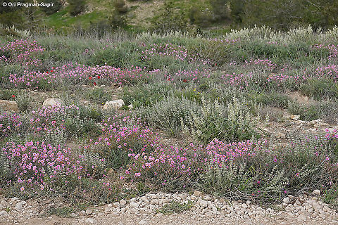 Helianthemum vesicarium in pink and sages  Geotagged,Helianthemum vesicarium,Israel,Pink sunrose,Spring